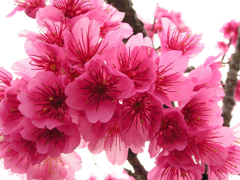 Cherry Blossom Gracious Geisha